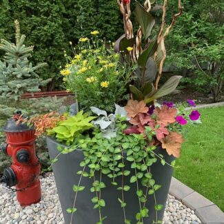 Commercial Planter
